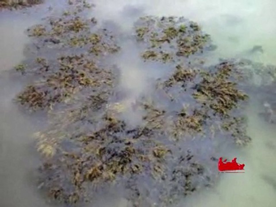 ALGUES 11 (Bréhat, octobre 2010)