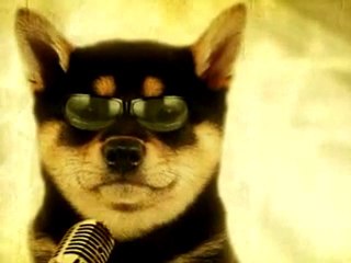Rock 'n' Dog - I love rock and roll
