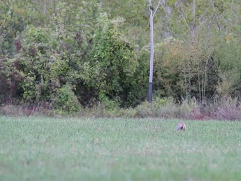 renard vs chat sauvage