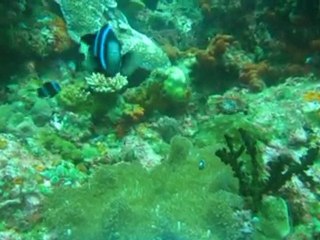 Diving Anilao, October 03, 2010