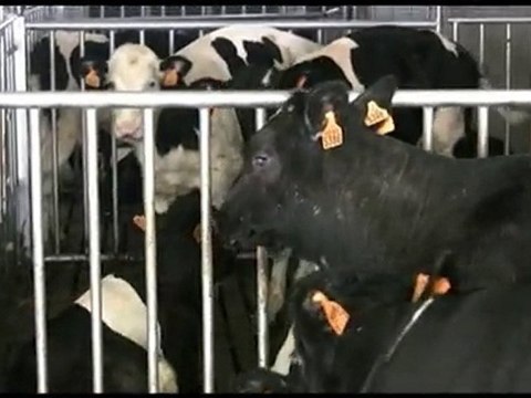 Ces animaux que tu manges Part.6 - Les veaux que tu manges