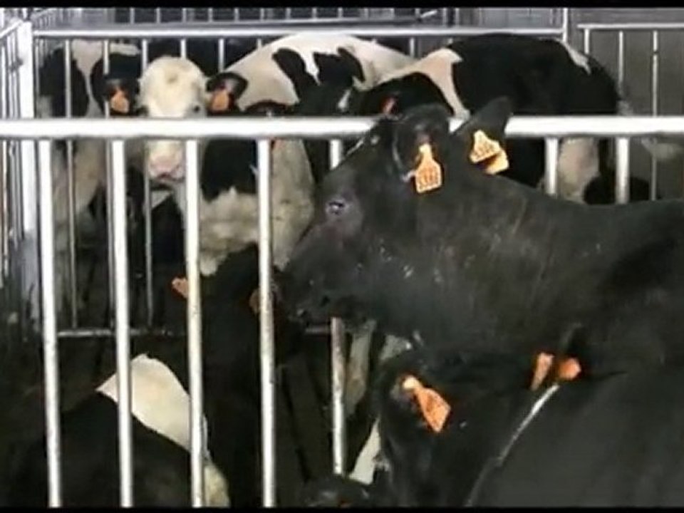 Ces animaux que tu manges Part.6 - Les veaux que tu manges