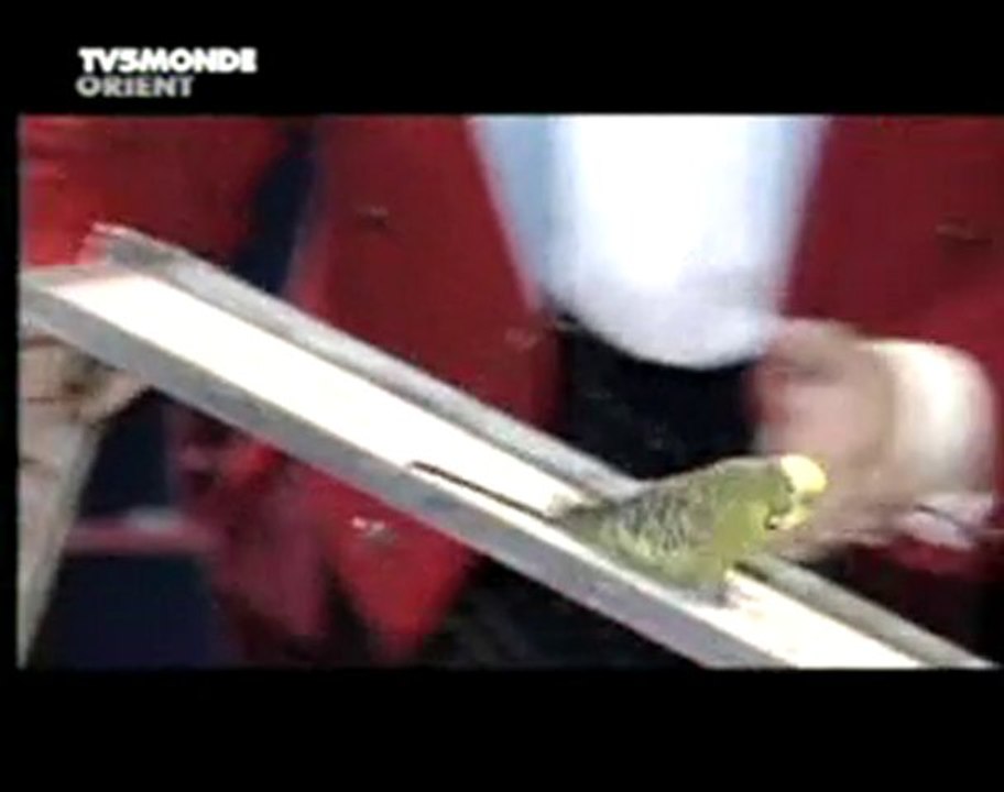 kuslar kuşlar ancak bu kadar eğitilir