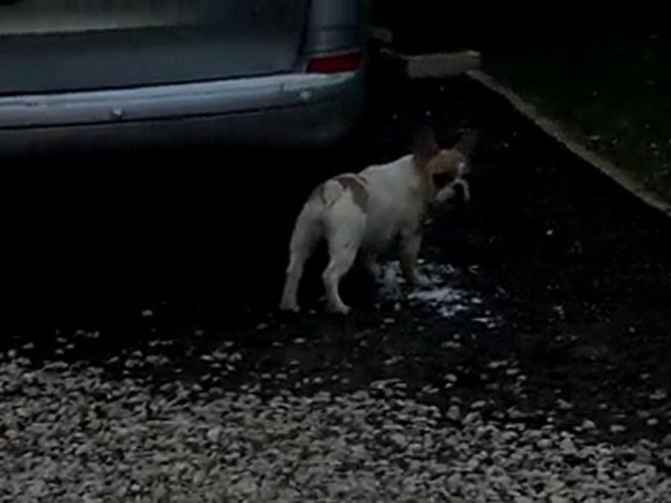 dernière image de ma Ciara vivante....