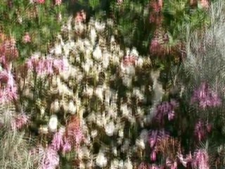 Monet au Panthéon ?