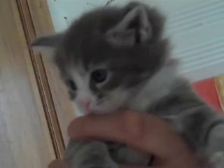 Bapaume : les matous géants de la famille Plouchard