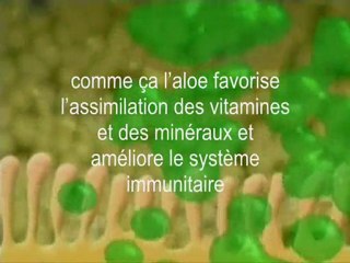 L'Aloe vera dans notre corps !