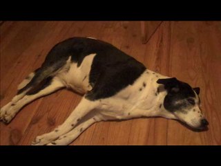 Old Dogs and Arthritis