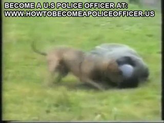 Training of SWAT dog