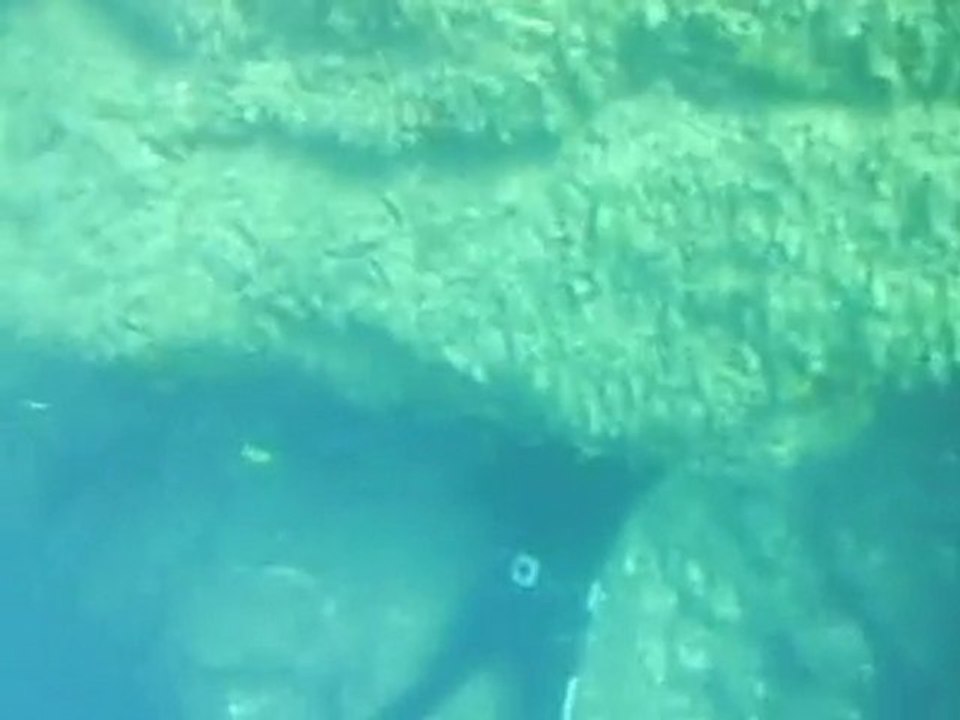 chasse sous marine CANNES 2010