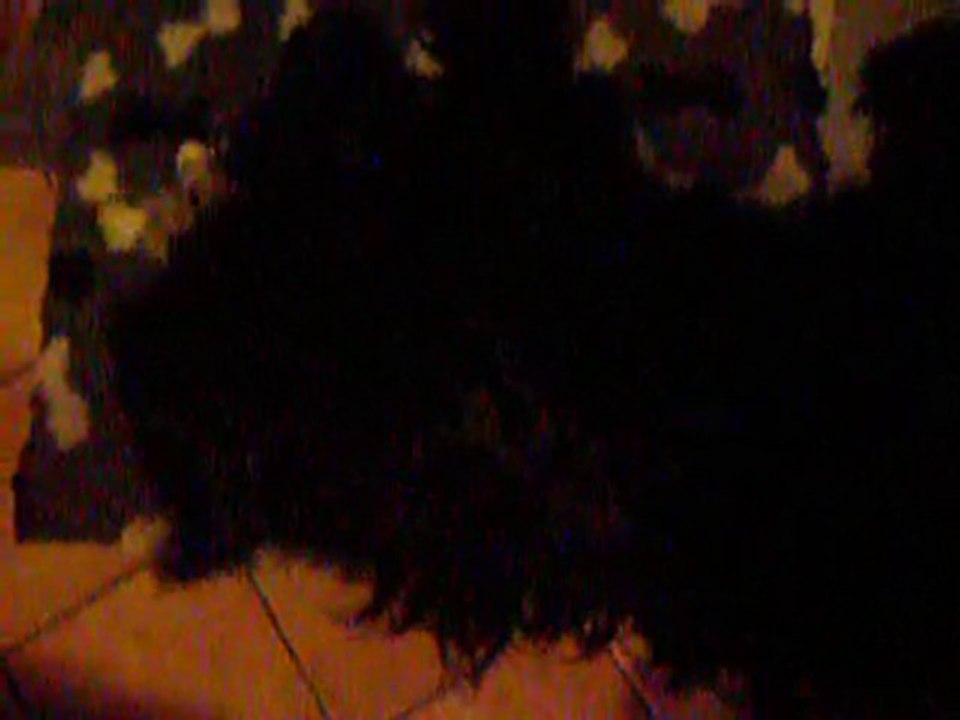 Caly couic couic