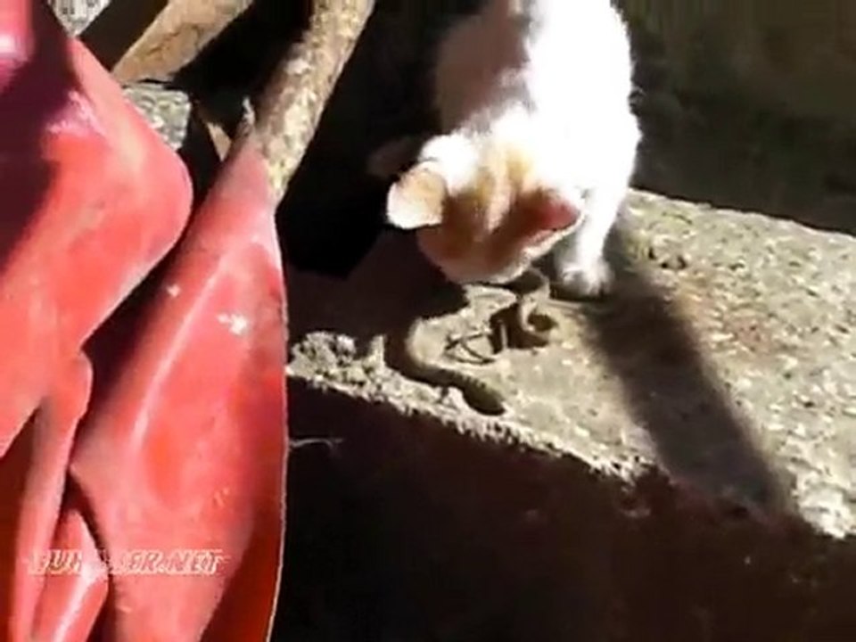 küçük kedi ve yavru yılan