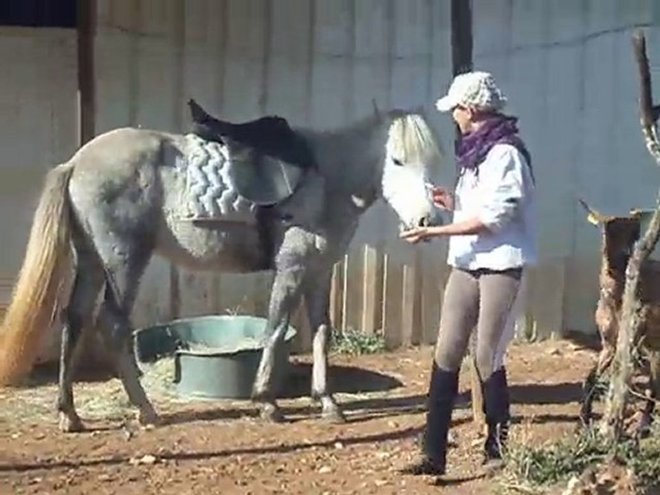 Vaya avec la selle sur le dos