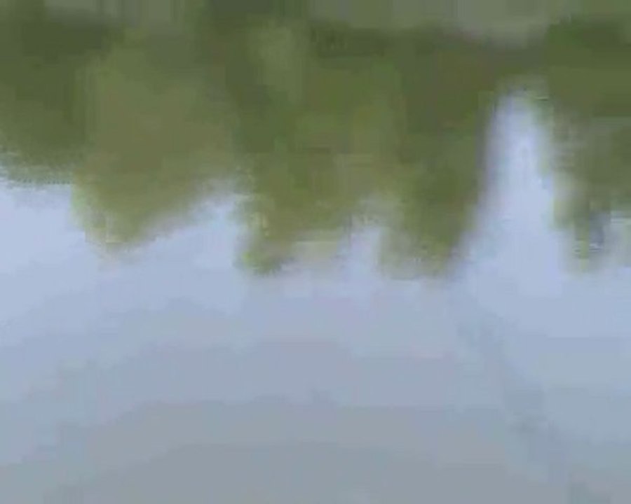 carpe miroir de 10 kg faite par titi