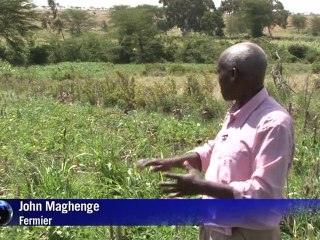 Sauver les éléphants... et les hommes