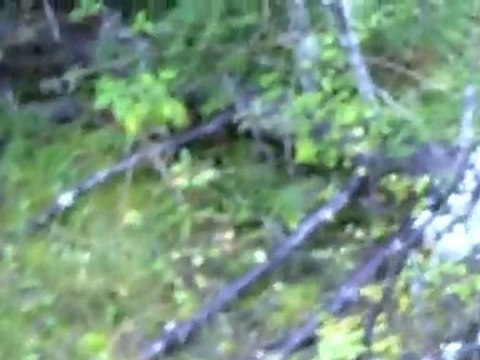 Rapproché & Lancé des Beagles du Ron de l'Apio