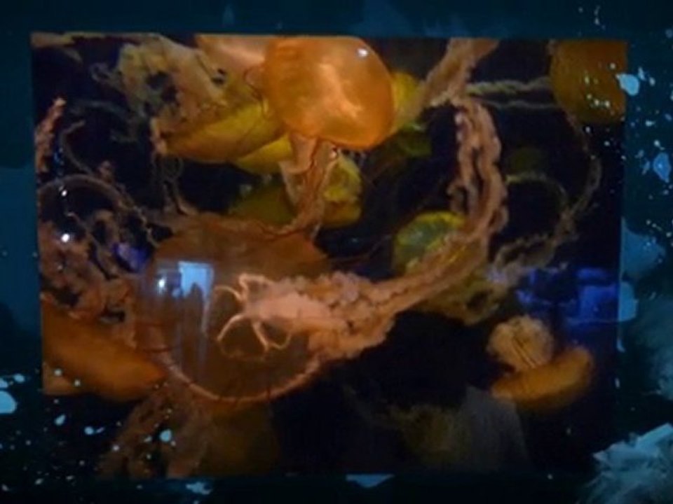 JellyFish Tanks from Malibu Aquarium Service