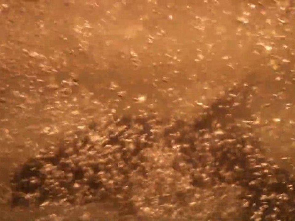 POISSONS [HD]