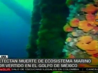 Detectan muerte de ecosistema marino por vertido en el Golfo de México