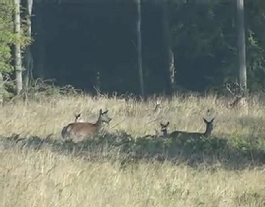 harde 2010 avec cerf 14 cors