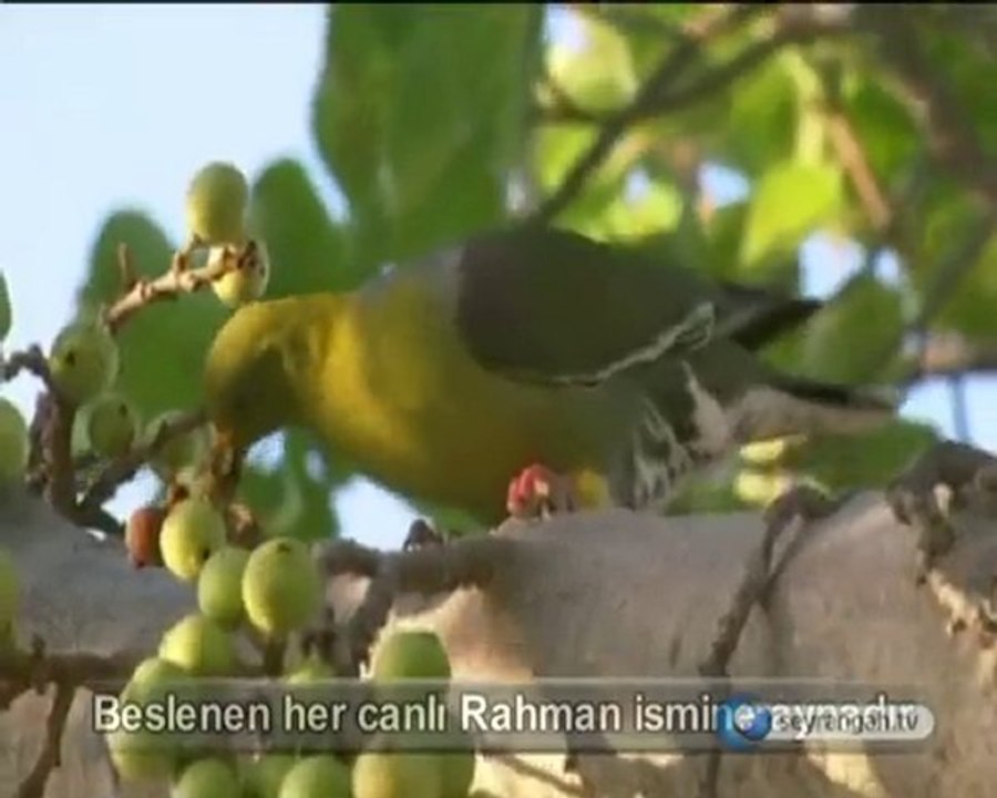 Er-Rahman