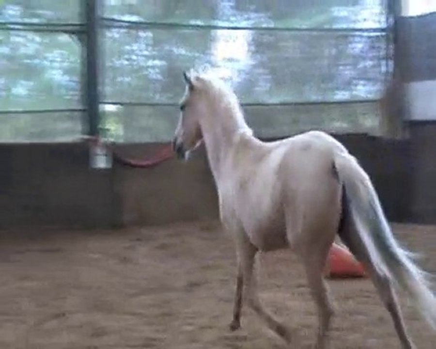 Séance de saut avec Ultra