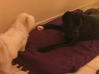 Cyrius cane corso et Vousca coton de tuléar