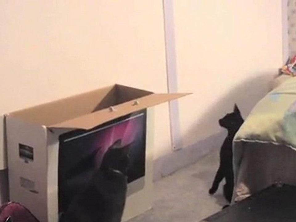 Gattino fa canestro con se stesso