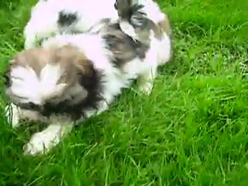 vidéo du 07.10.10 des 2 B.B femelles restant disponibles