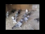 Taklacı Güvercinler