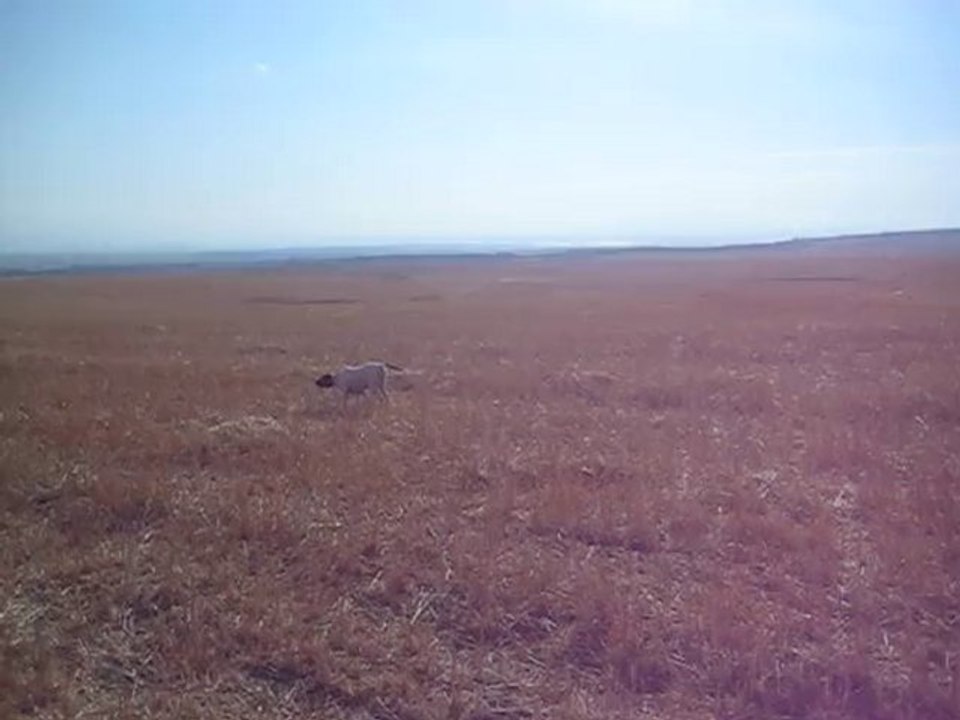 ingiliz pointer naz bıldırcın....