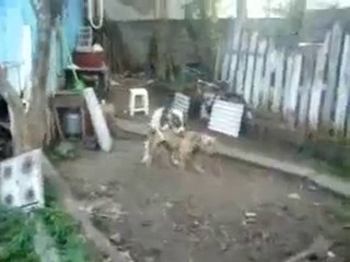 Dogs on heat for something to eat