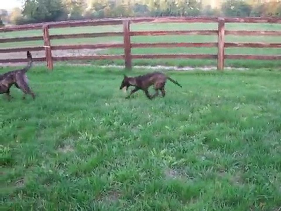 Berger Hollandais F-AIME