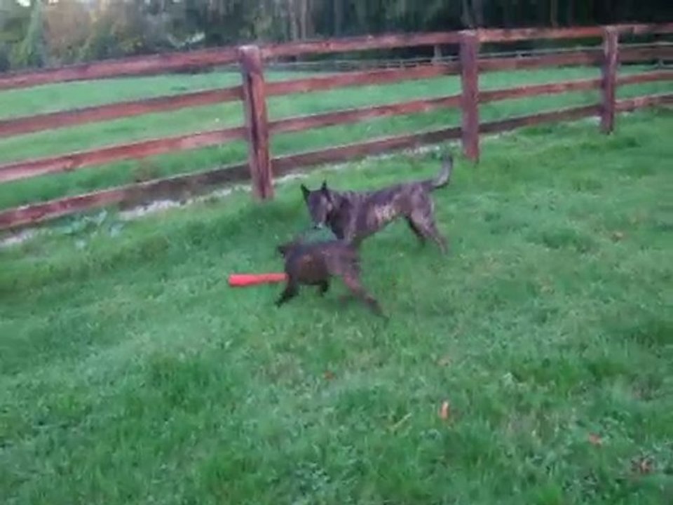 F-AIME du Domaine des Sphynx Noirs Berger Hollandais