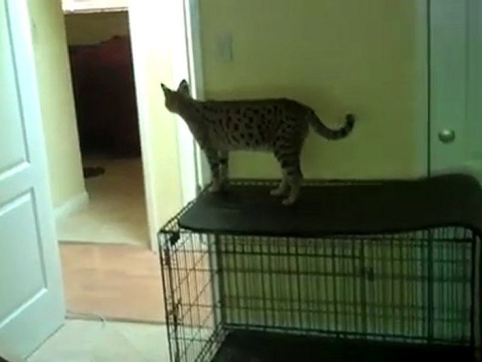 F1 Savannah Cats Tigger: Crazy Cat on TOP of DOOR