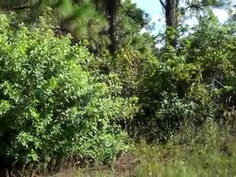 1927 Redmont Ave Lehigh Acres, FL 33972