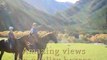 Horse - Hanmer Horses -  Hanmer Springs - New Zealand