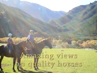 Horse - Hanmer Horses -  Hanmer Springs - New Zealand