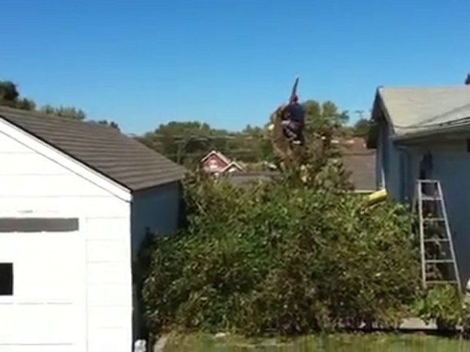 Arbre Idiot