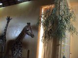 Arrivée des girafes au zoo de Friguia