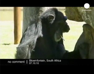 Charlie the smoking chimpanzee dies at 52 - no comment