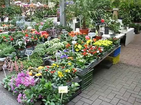 Amsterdam : marché aux fleurs