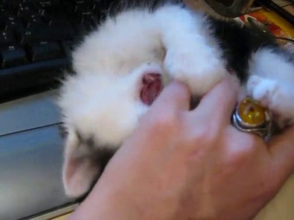 Mini Félix