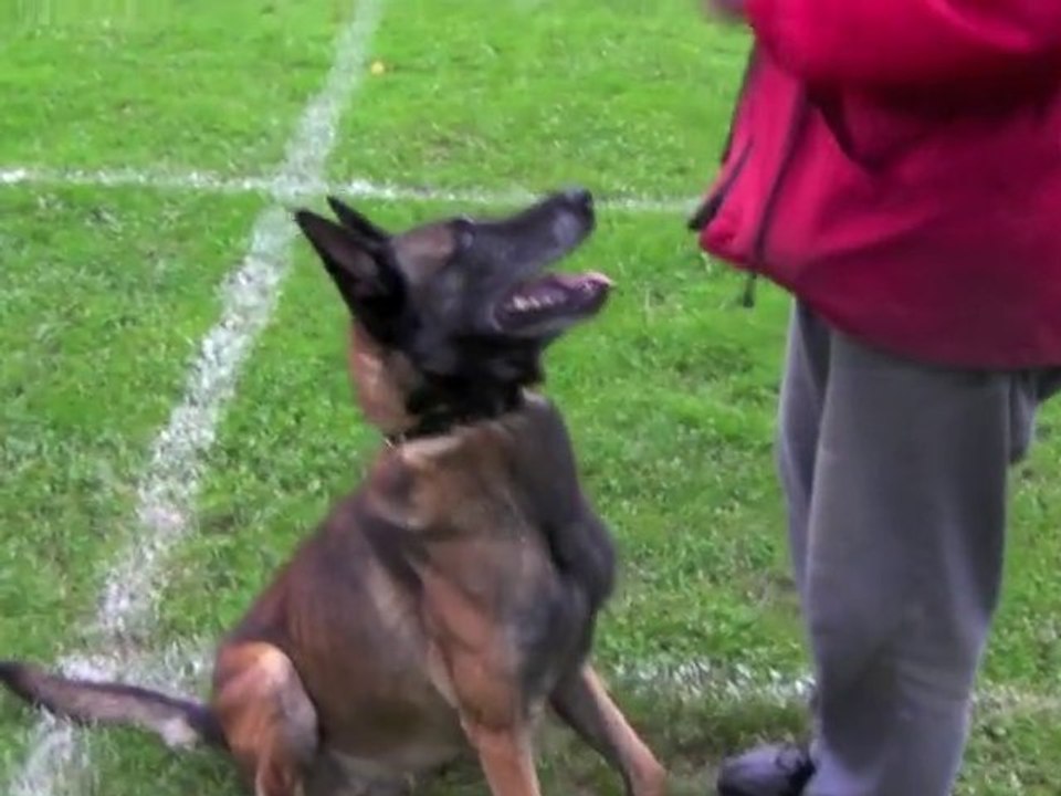 Emulation canine à Maubeuge