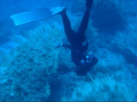 Chasse sous marine Algerie 2010