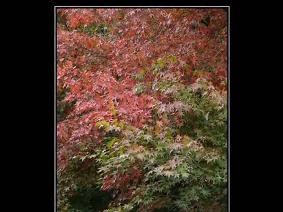 Gülsen varol (Hasret senfonileri)