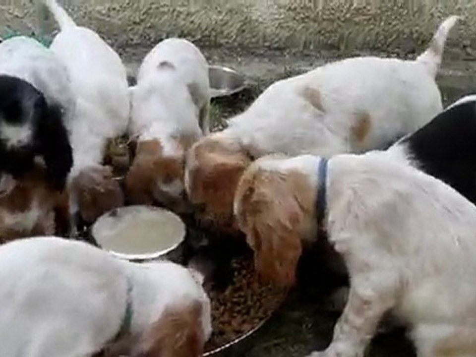 portee de setter anglais a la gamelle