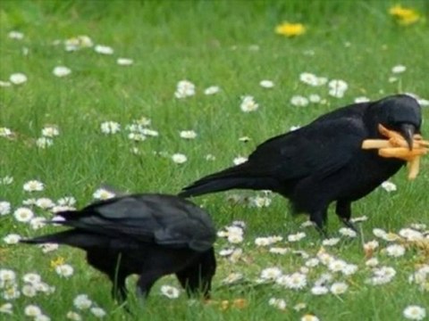 ABBAS TURAN - KALMIŞ MUSTAFA