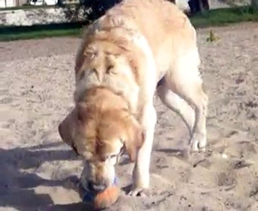 loulou le Zidane des chiens