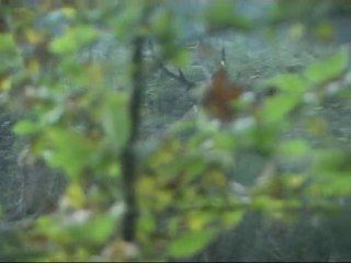 cerf 12 cors fin du brame 2010